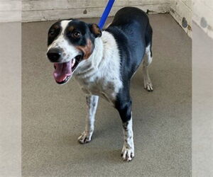 Australian Shepherd-Unknown Mix Dogs for adoption in San Bernardino, CA, USA