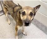 Small #1 German Shepherd Dog Mix