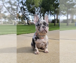 French Bulldog Puppy for sale in LONG BEACH, CA, USA