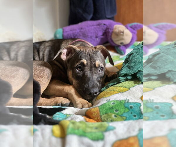 Medium Photo #15 American Pit Bull Terrier-Labrador Retriever Mix Puppy For Sale in Brewster, NY, USA