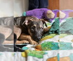 Small #14 American Pit Bull Terrier-Labrador Retriever Mix