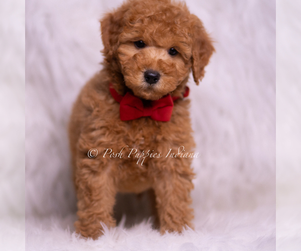 Medium Photo #90 Goldendoodle (Miniature) Puppy For Sale in WARSAW, IN, USA