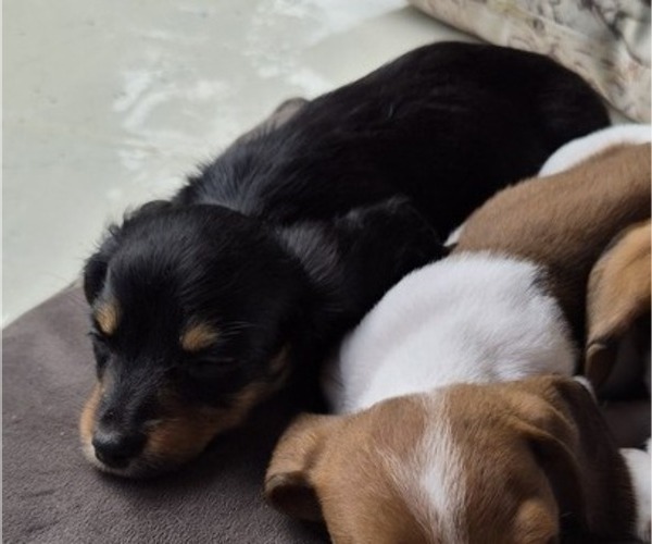 Medium Photo #12 Dachshund Puppy For Sale in SAINT CLOUD, FL, USA