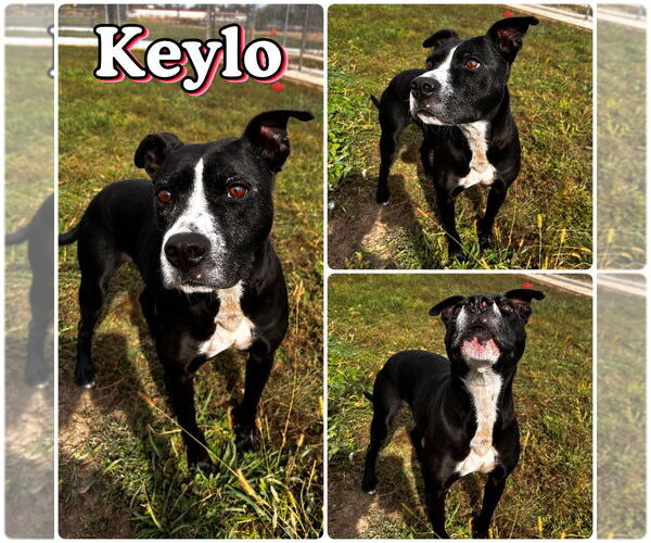 Medium Photo #3 American Staffordshire Terrier Puppy For Sale in Pierceton , IN, USA