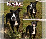 Small #2 American Staffordshire Terrier
