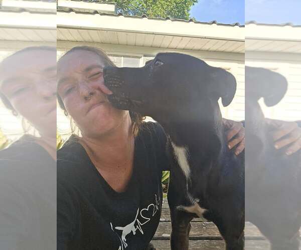 Medium Photo #4 Mutt Puppy For Sale in Oakhurst, NJ, USA