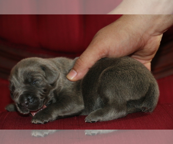 Medium Photo #1 Cane Corso Puppy For Sale in ORLANDO, FL, USA