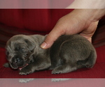 Small Photo #1 Cane Corso Puppy For Sale in ORLANDO, FL, USA
