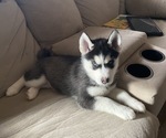 Small Photo #3 Siberian Husky Puppy For Sale in BILLINGS, MT, USA
