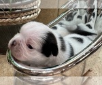 Small #6 American Bullnese