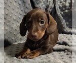 Puppy Frappe Dachshund