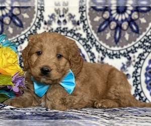 Goldendoodle (Miniature) Puppy for sale in LANCASTER, PA, USA