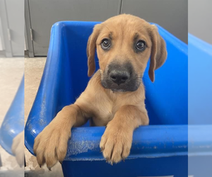 Labrador Retriever-Unknown Mix Dogs for adoption in Andover, MN, USA