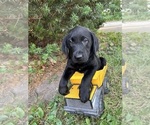 Small #2 Labrador Retriever