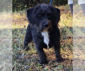 Mutt Dogs for adoption in Wetumpka, AL, USA