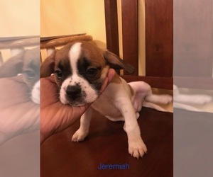 Cavalier King Charles Spaniel Puppy for sale in SEATTLE, WA, USA