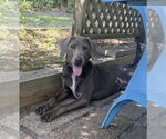 Small #8 Weimaraner Mix