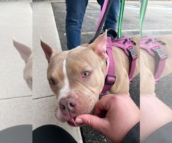 Medium Photo #7 American Pit Bull Terrier-Unknown Mix Puppy For Sale in Grafton, WI, USA