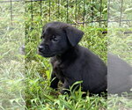 Small #1 Labrador Retriever Mix