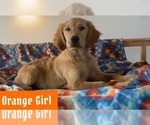 Image preview for Ad Listing. Nickname: Orange Girl
