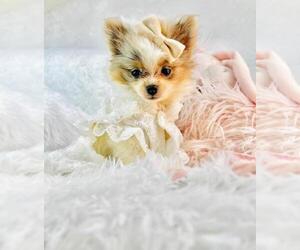 Pomeranian Puppy for sale in HOUSTON, TX, USA