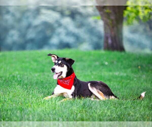 Medium Photo #6 Siberian Husky-Unknown Mix Puppy For Sale in Unionville, PA, USA