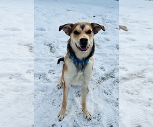 Siberian Husky-Unknown Mix Dogs for adoption in South Bend, IN, USA