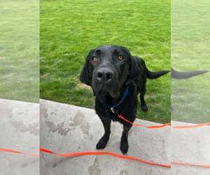 Labrador Retriever Dogs for adoption in Polson, MT, USA