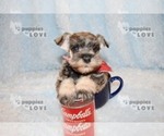 Small Photo #12 Schnauzer (Miniature) Puppy For Sale in SANGER, TX, USA