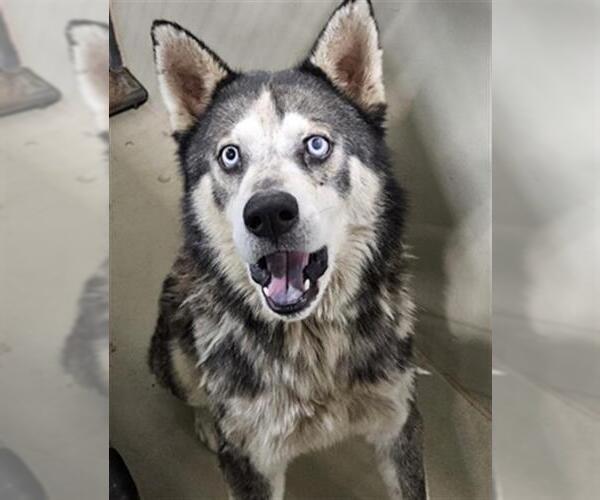 Medium Photo #1 Siberian Husky Puppy For Sale in Bakersfield, CA, USA