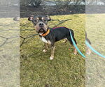 Small #2 American Staffordshire Terrier