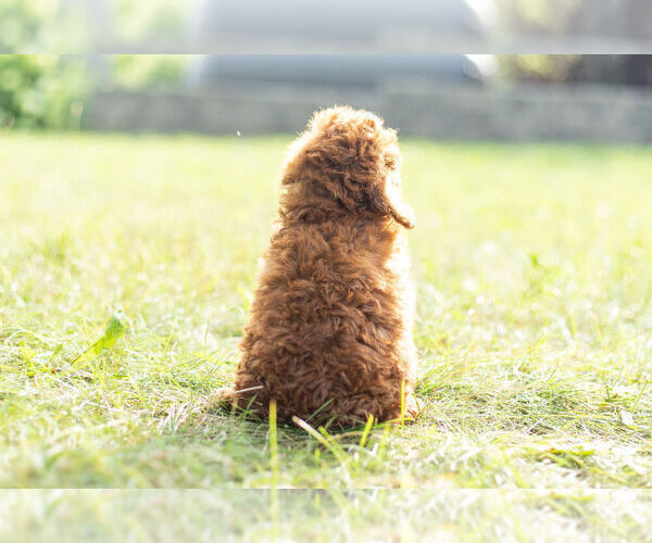 Medium Photo #8 Poodle (Miniature) Puppy For Sale in WARSAW, IN, USA