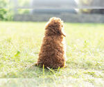 Small Photo #8 Poodle (Miniature) Puppy For Sale in WARSAW, IN, USA