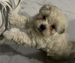 Small #4 Maltipoo (Miniature)