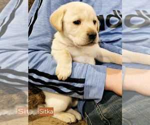 Labrador Retriever Puppy for sale in IOWA FALLS, IA, USA