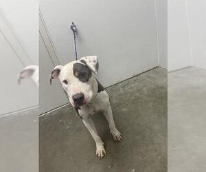 American Pit Bull Terrier Dogs for adoption in Rosenberg, TX, USA