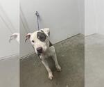 Small American Pit Bull Terrier