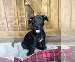 Small Photo #5 Lab-Pointer Puppy For Sale in Hillsboro, MO, USA