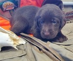 Small #2 Labrador Retriever