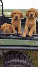 Golden Retriever Puppy for sale in NEWELL, IA, USA