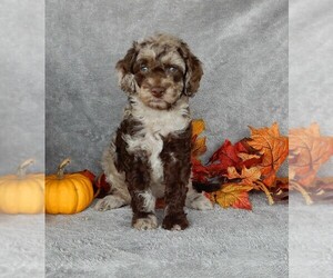 Miniature Labradoodle Dog for Adoption in MILLERSBURG, Ohio USA