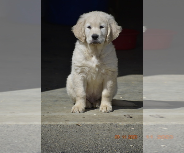 Medium Photo #2 Golden Retriever Puppy For Sale in ASHVILLE, AL, USA