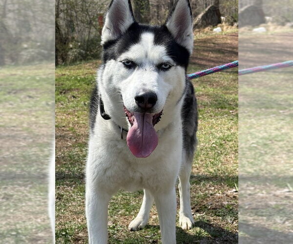Medium Photo #4 Siberian Husky Puppy For Sale in Cranford, NJ, USA