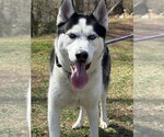 Small Photo #4 Siberian Husky Puppy For Sale in Cranford, NJ, USA