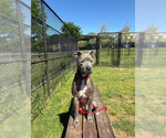 Small #1 American Pit Bull Terrier