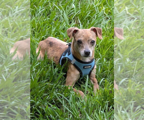 Medium Photo #1 Chihuahua-Unknown Mix Puppy For Sale in Oakhurst, NJ, USA