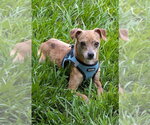Moochie - NO MORE APPLICATIONS Please! - Male Chihuahua-Unknown Mix Dog for Adoption - Small photo