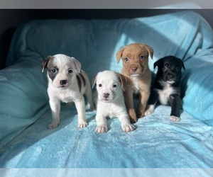 American Pit Bull Terrier-German Shepherd Dog Mix Puppy for sale in DETROIT, MI, USA