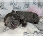 Small Photo #47 French Bulldog Puppy For Sale in MIMS, FL, USA