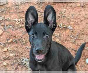 Australian Kelpie-Labrador Retriever Mix Dogs for adoption in Anniston, AL, USA